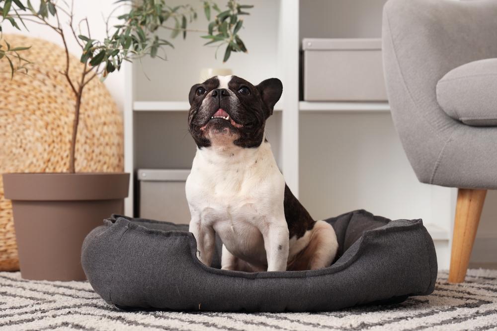 Какое здоровье у белого бульдога?