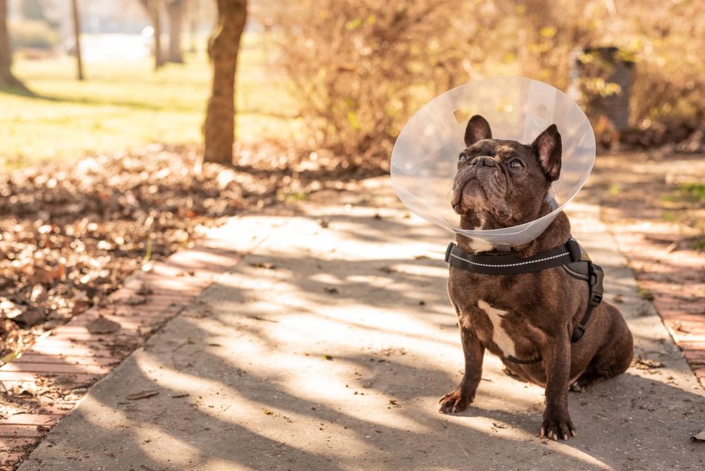 осложнения у собаки при абсцессе осложнения у собаки при абсцессе