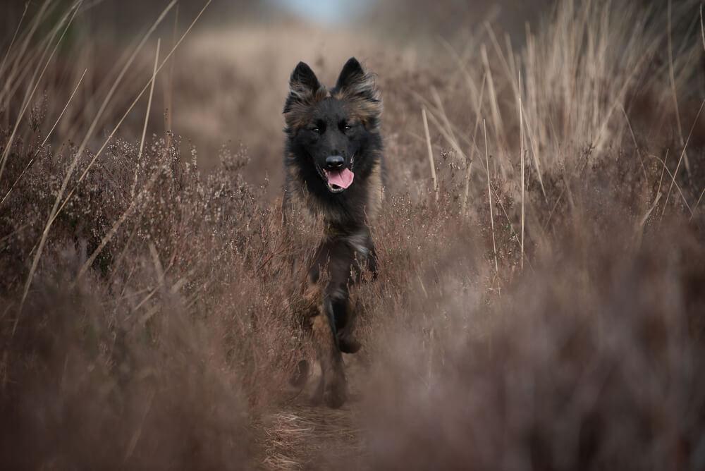 Тервюрен на прогулке