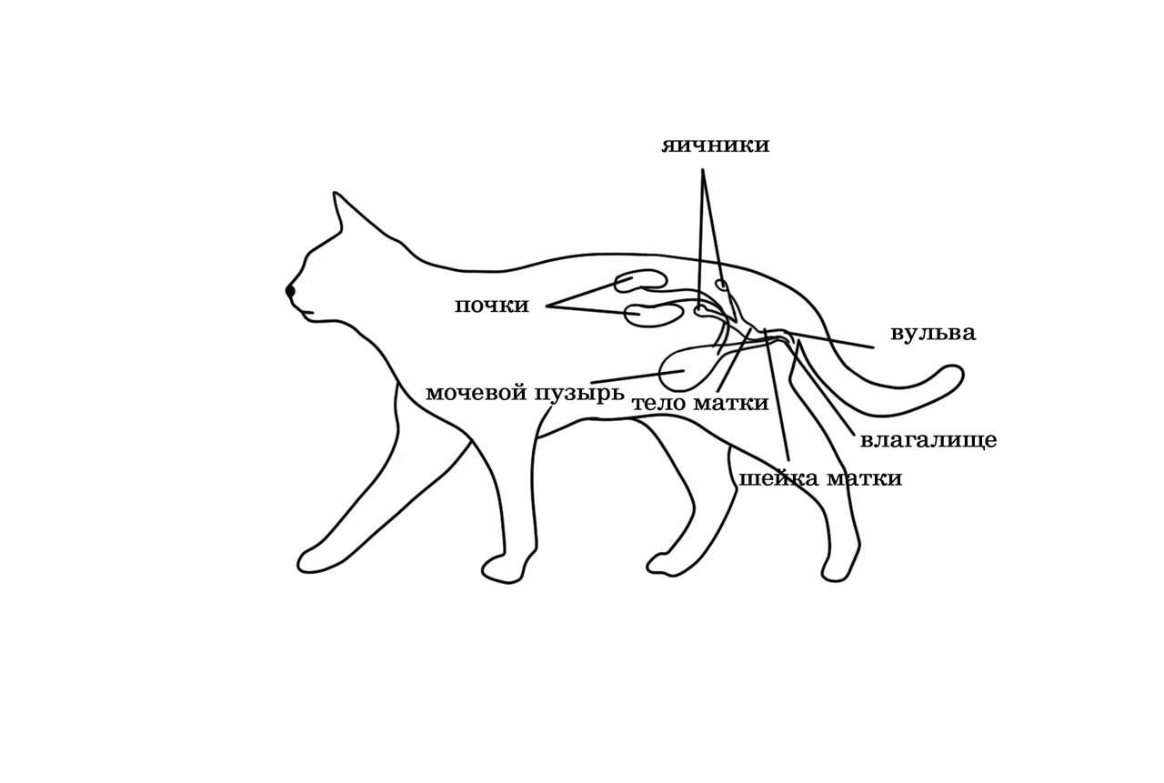 Половая система кошки