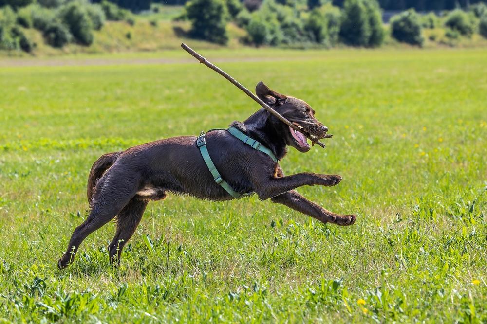 Активный шоколадный лабрадор