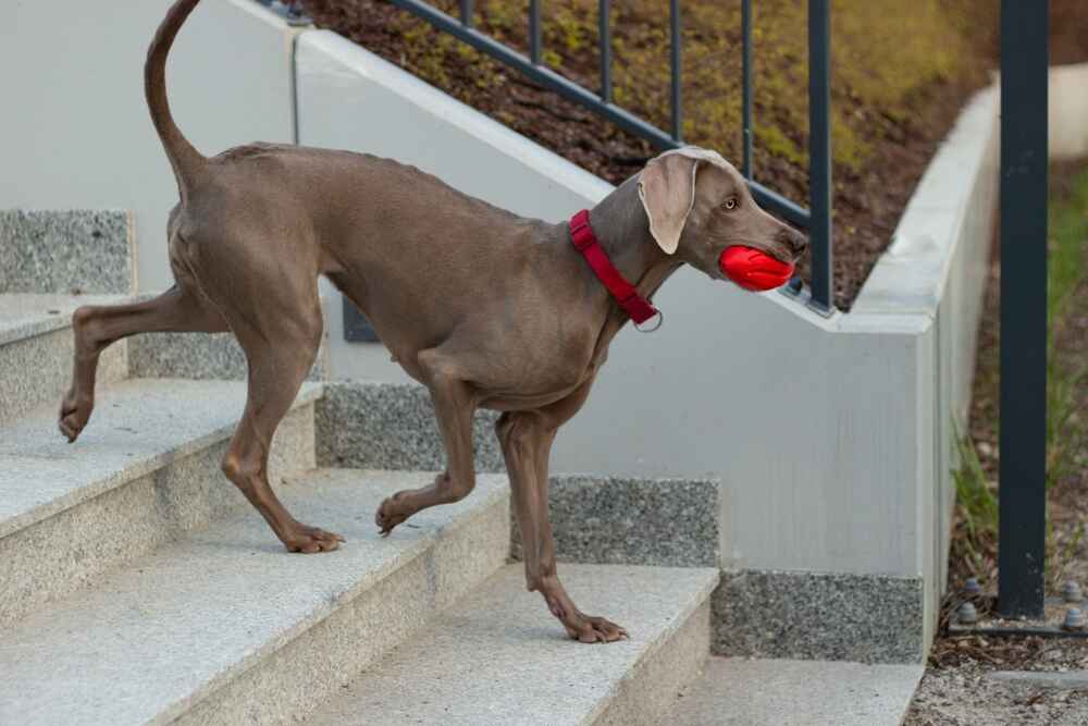 Веймаранер будет требовать затрат