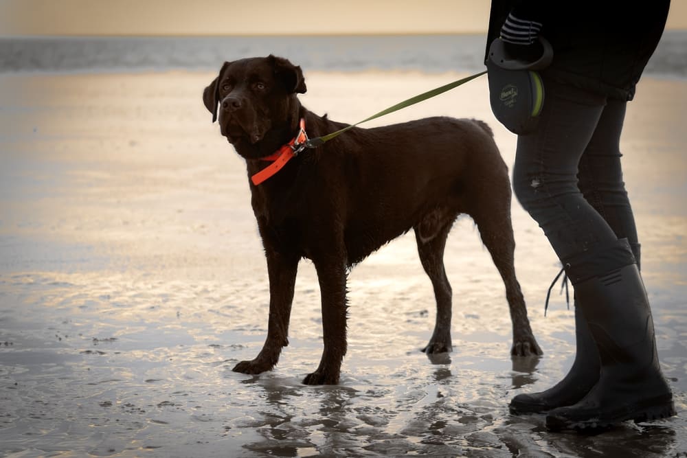У лабрадоров могут диагностировать такую болезнь, как дисплазия