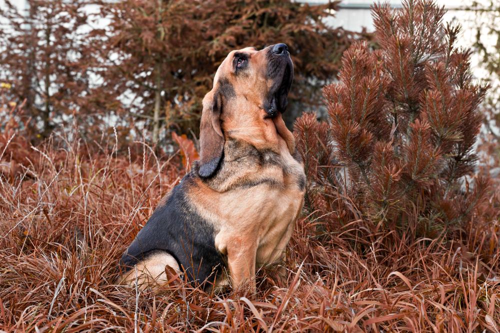 Здоровье и болезни бладхаунда