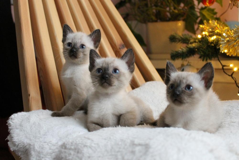 Имена для сиамских кошек