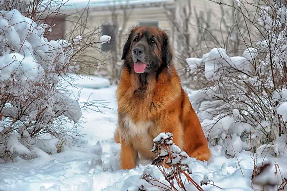 Леонбергер будет требовать расходов