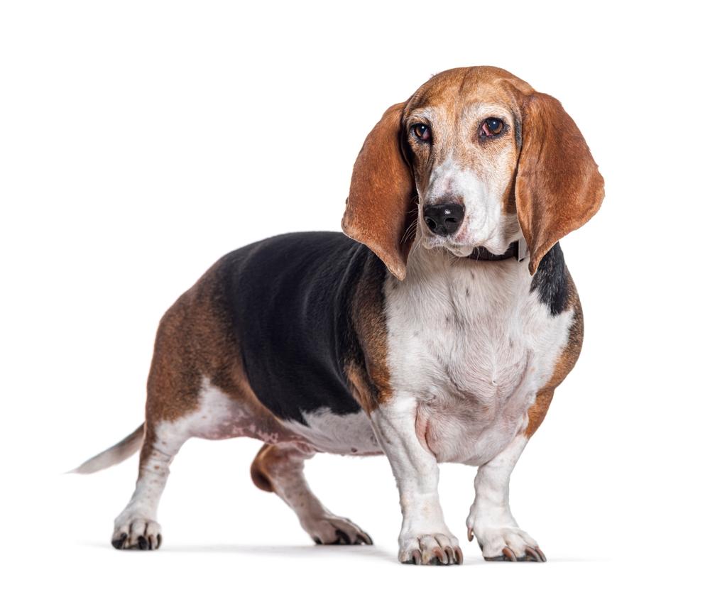 Охотничьи собаки с короткими лапами: артезиано-нормандский бассет
