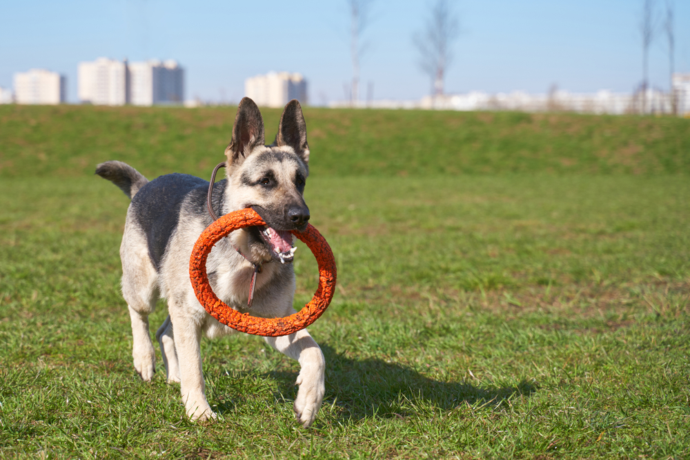 Восточноевропейская овчарка на прогулке