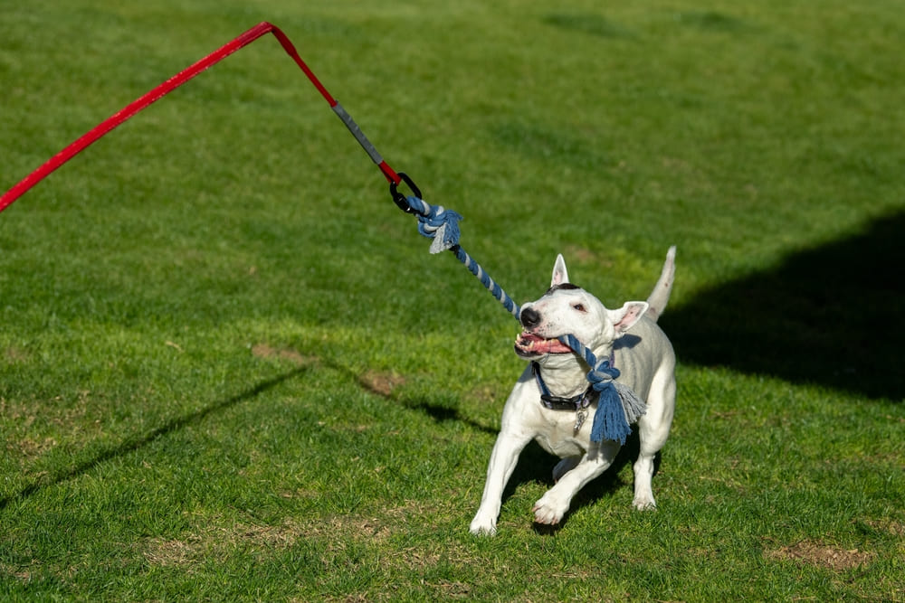 Владельцу важно знать, сколько весит мини-бультерьер