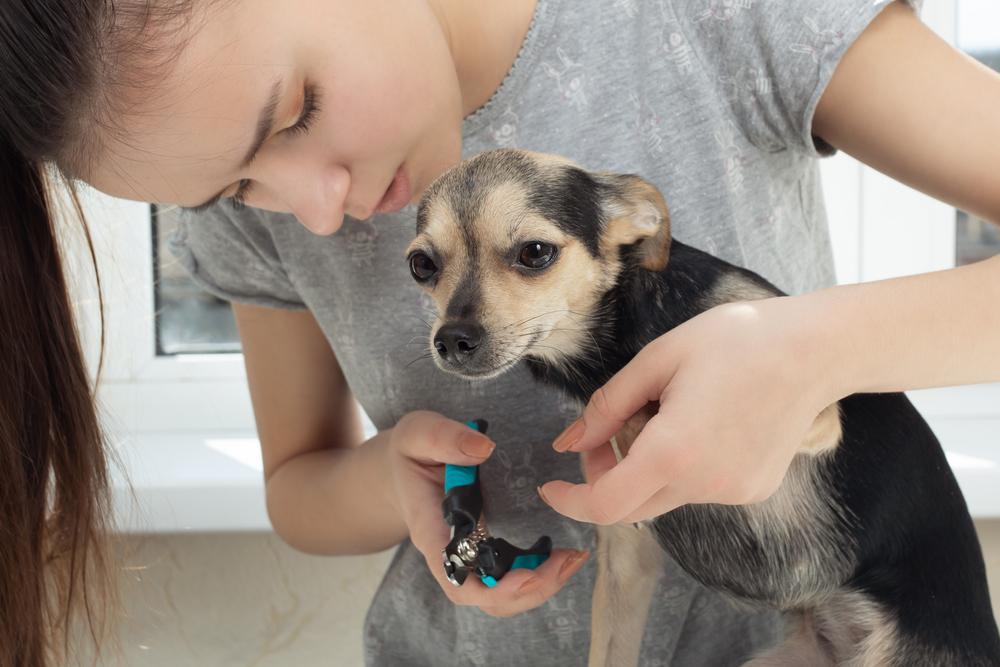 Стрижка когтей той-терьеру Стрижка когтей той-терьеру