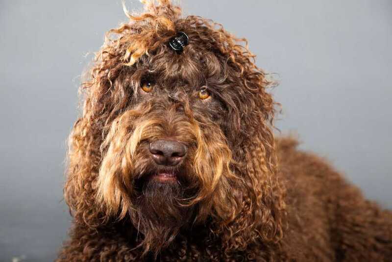 Чем кормить барбета?