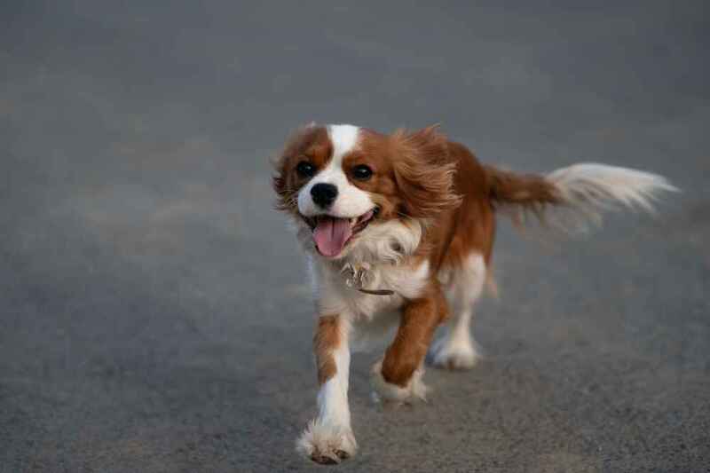 Кинг-спаниель