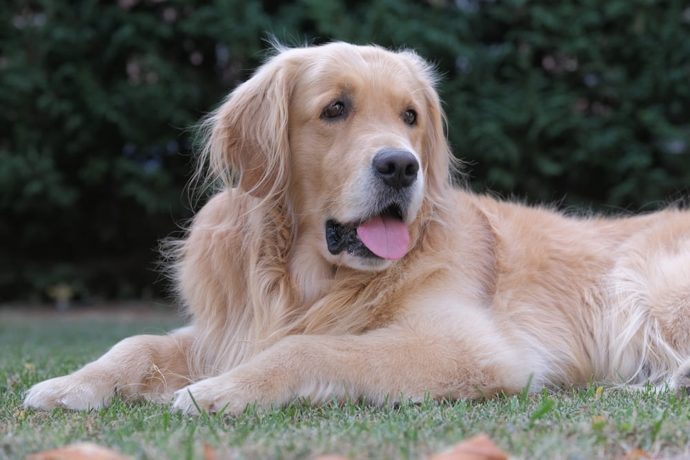 Болезни влияют на то, сколько весит золотистый ретривер