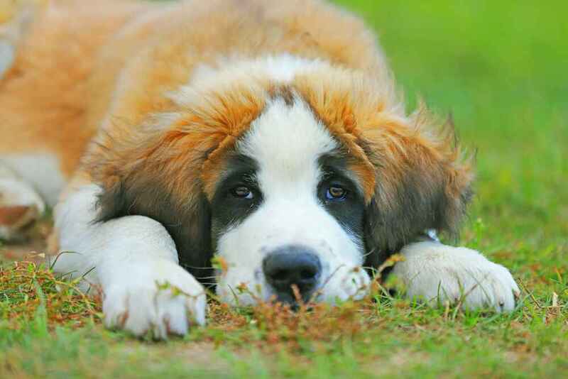 Вес щенка московской сторожевой растет по месяцам