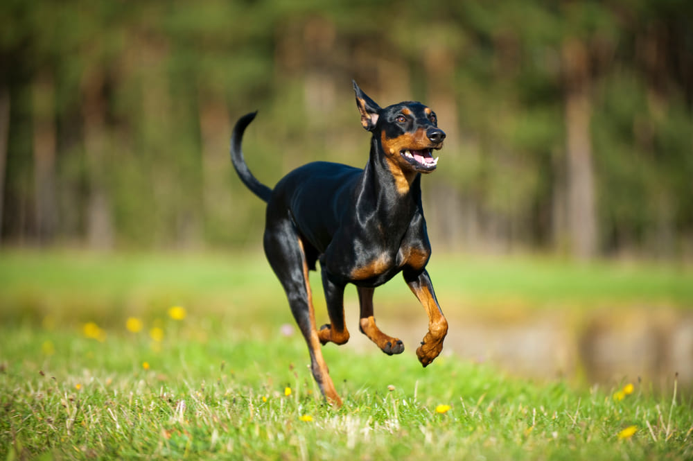 Вакцинация влияет на то, сколько проживет цвергпинчер