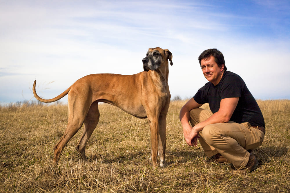 Для дога важна пищевая мотивация