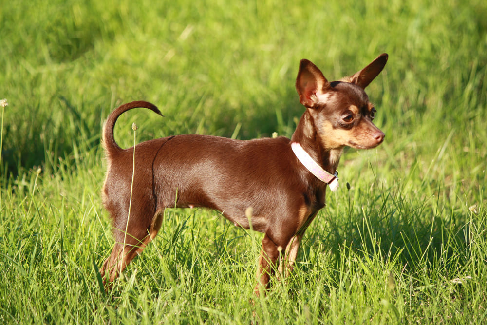 Владельцу важно знать, когда начинается течка у той-терьера