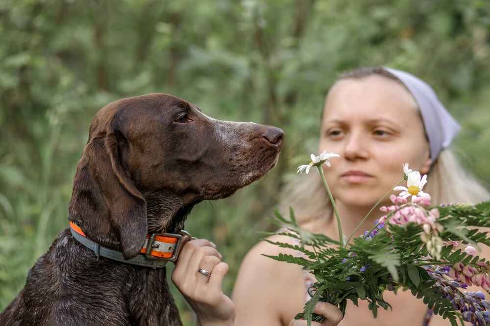 Владелец в силах повлиять на то, сколько может прожить курцхаар