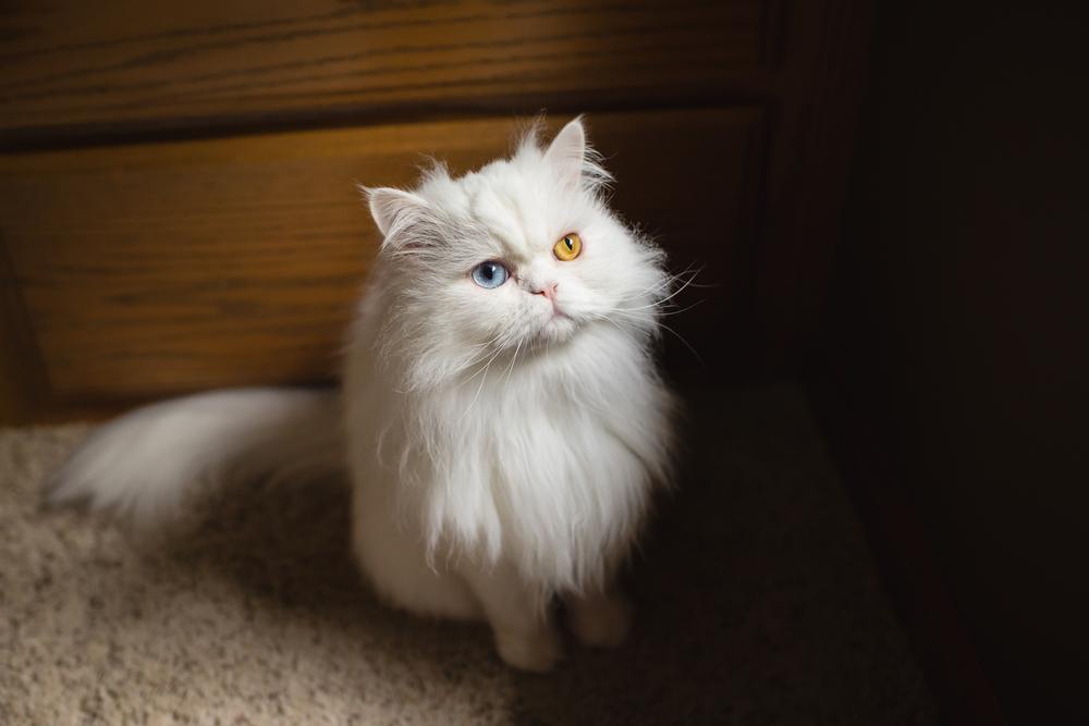 ТОП пород кошек с гетерохромией: персидская кошка