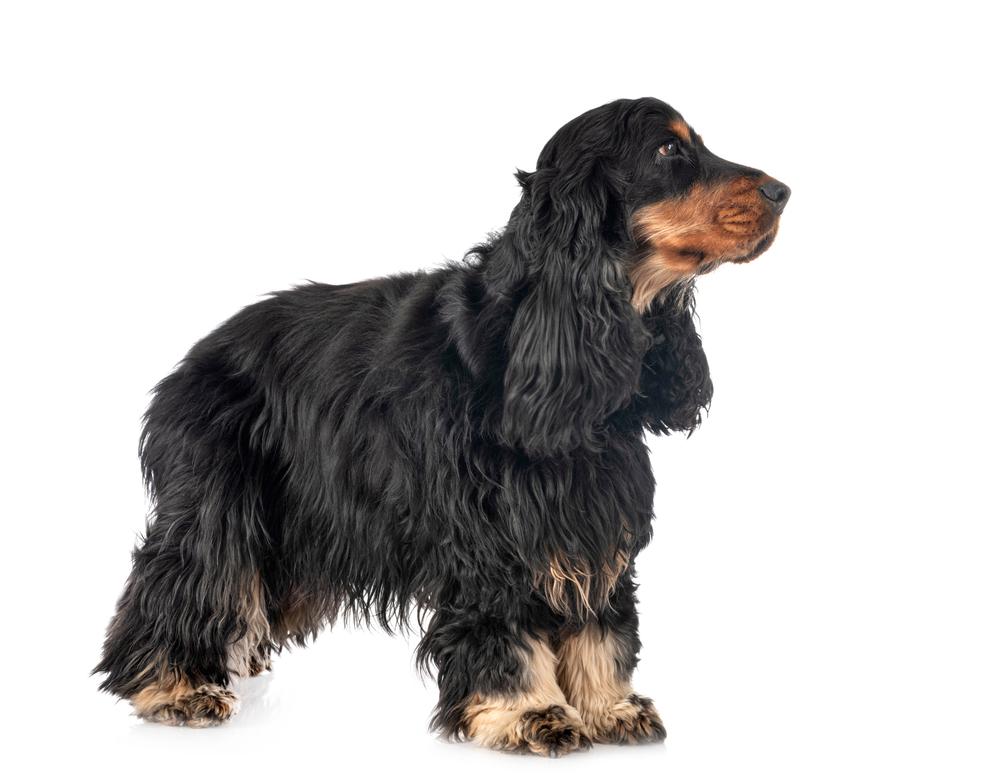 Допустимые окрасы английского кокер-спаниеля: черный с подпалом Допустимые окрасы английского кокер-спаниеля: черный с подпалом