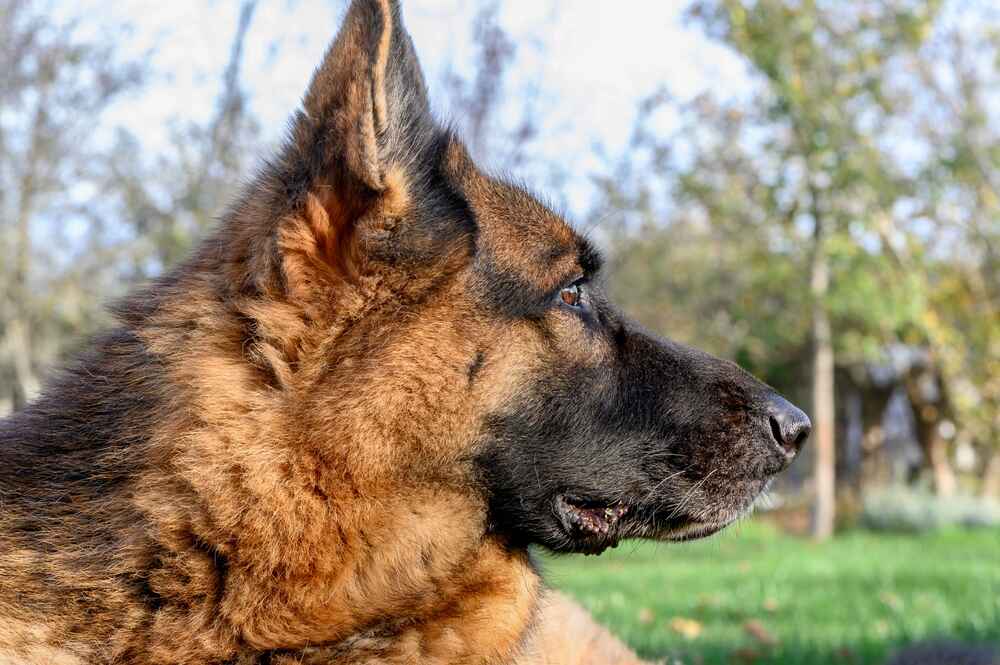 Владельцу важно точно знать, сколько длится беременность у немецкой овчарки