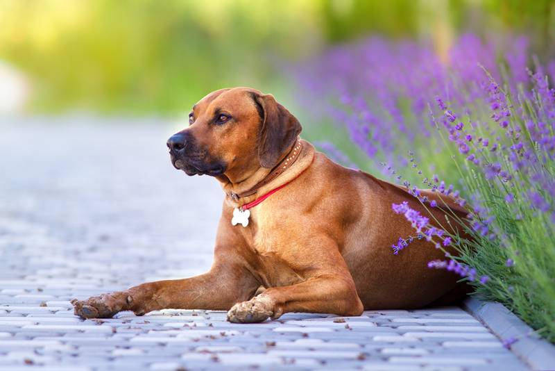 Профилактика сальмонеллеза у собак Профилактика сальмонеллеза у собак