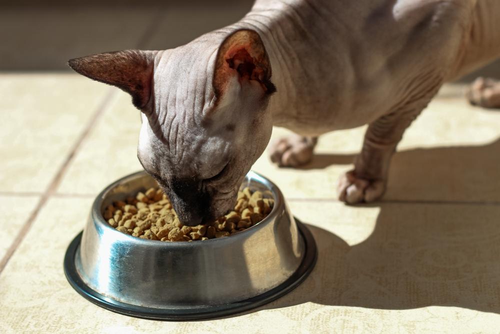 Все о питании сфинксов: особенности пищеварения, 2 вида рациона, режим ...