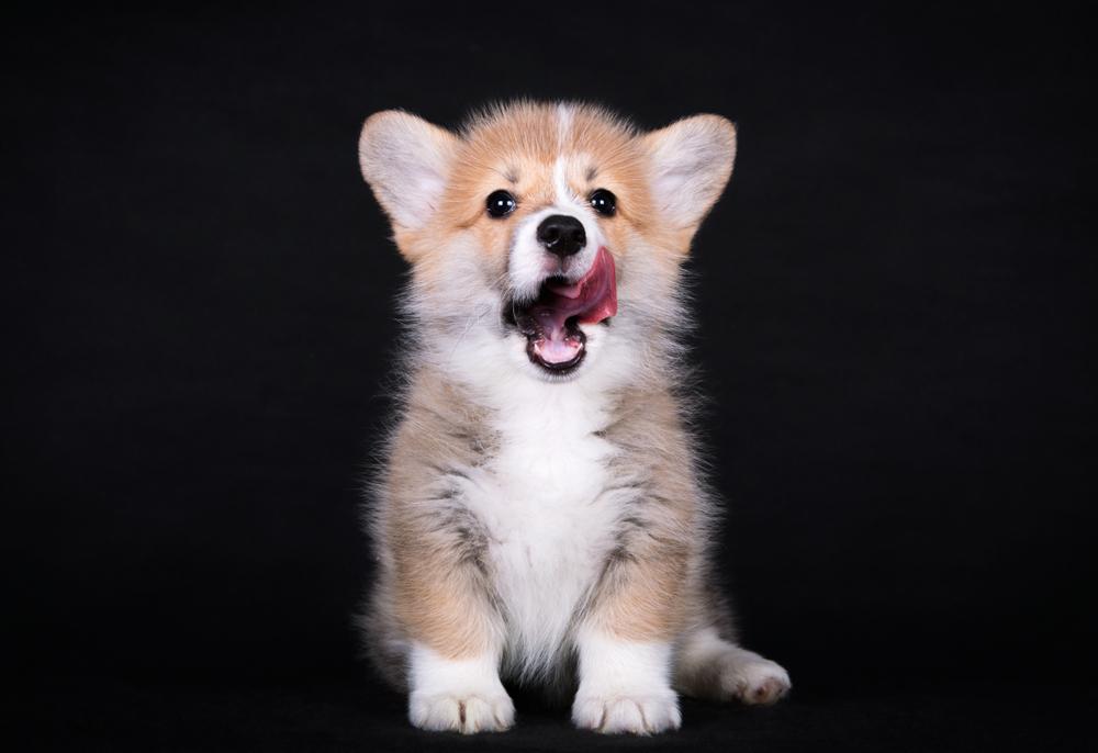 Особенности кормления вельш-корги флаффи