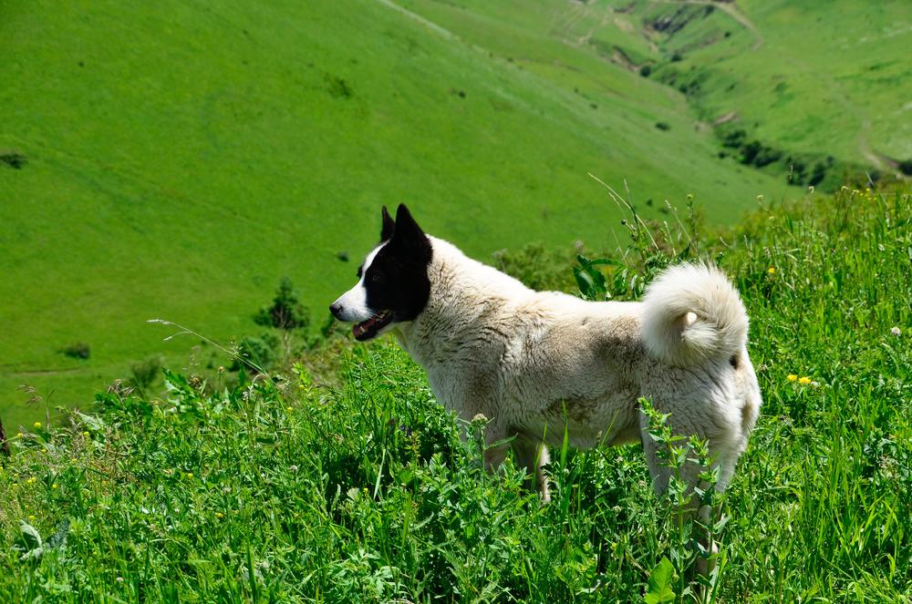 сколько стоит содержание русско-европейской лайки