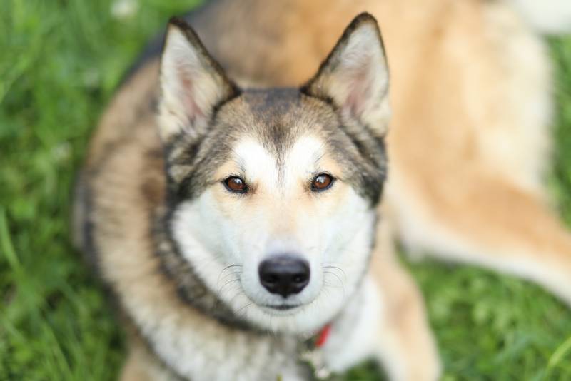 Характер аляскинского хаски