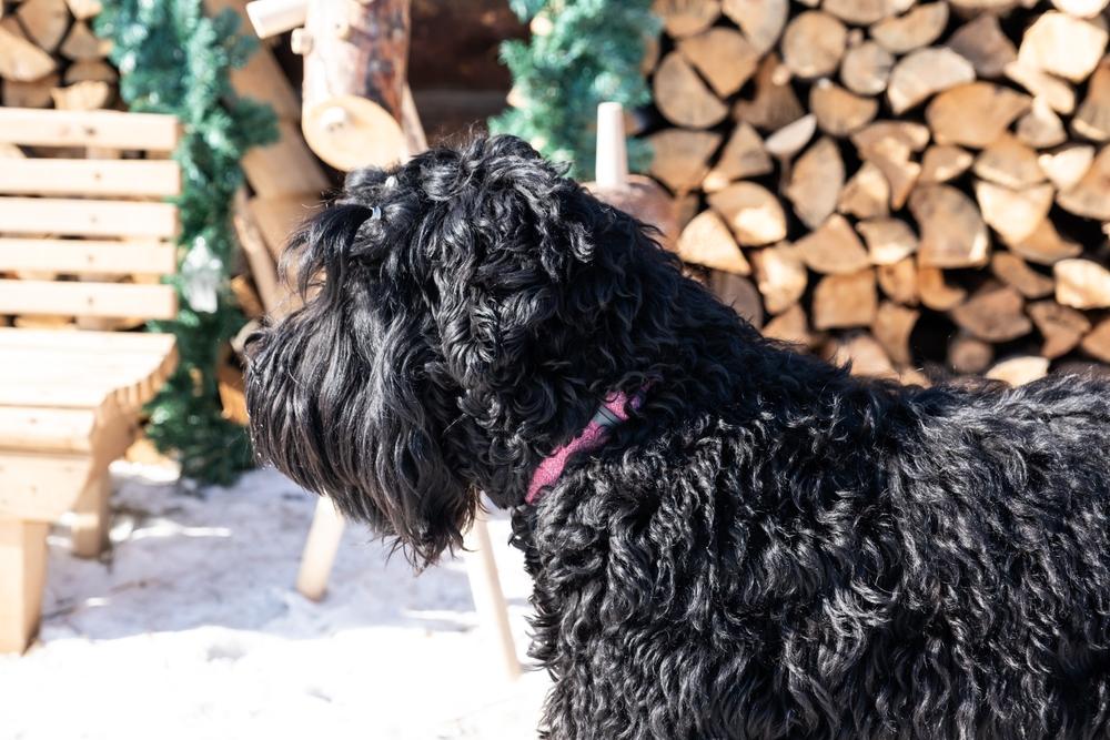 самые преданные породы собак: русский черный терьер.jpg самые преданные породы собак: русский черный терьер.jpg