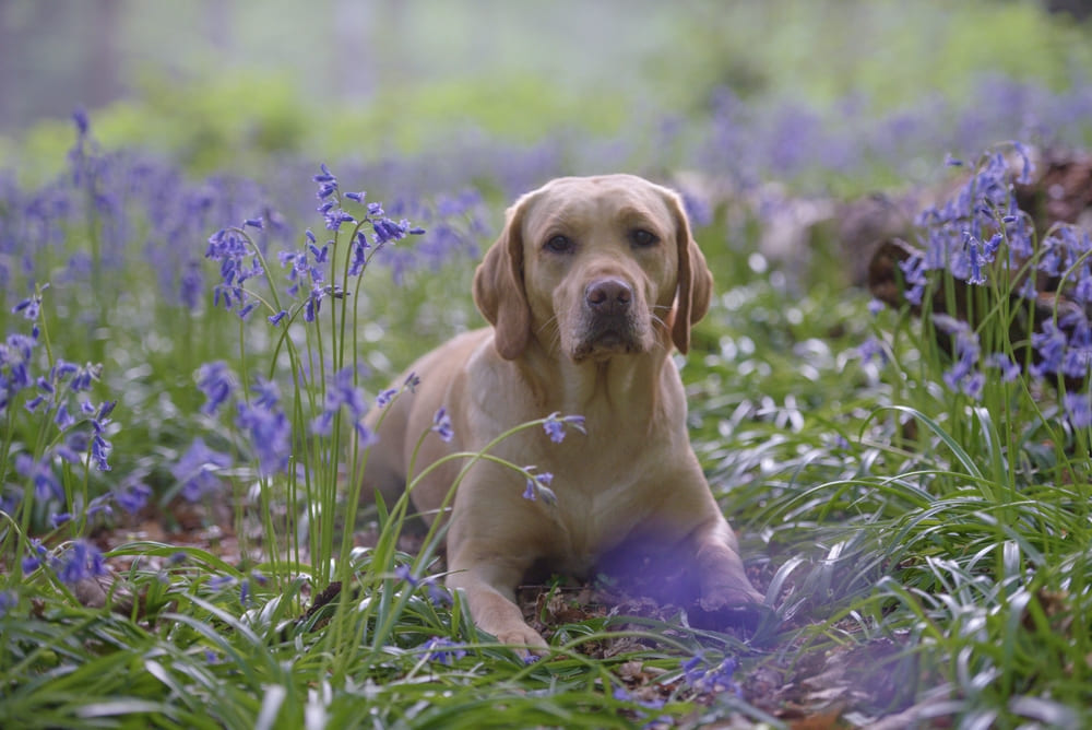 У лабрадоров могут появляться болезни глаз