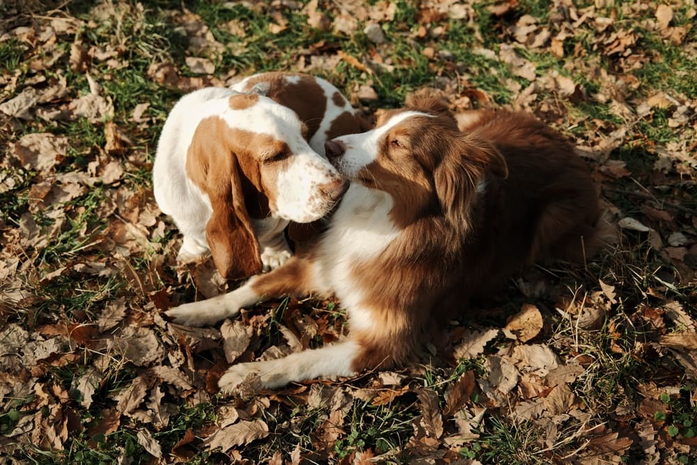 Бассет-хаундам нужна обработка от паразитов
