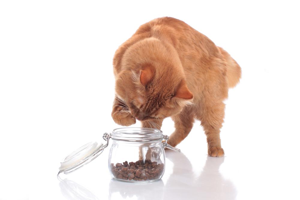 Недостатки сухого корма для кошек Недостатки сухого корма для кошек