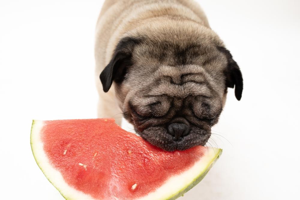 Вред арбуза для собак