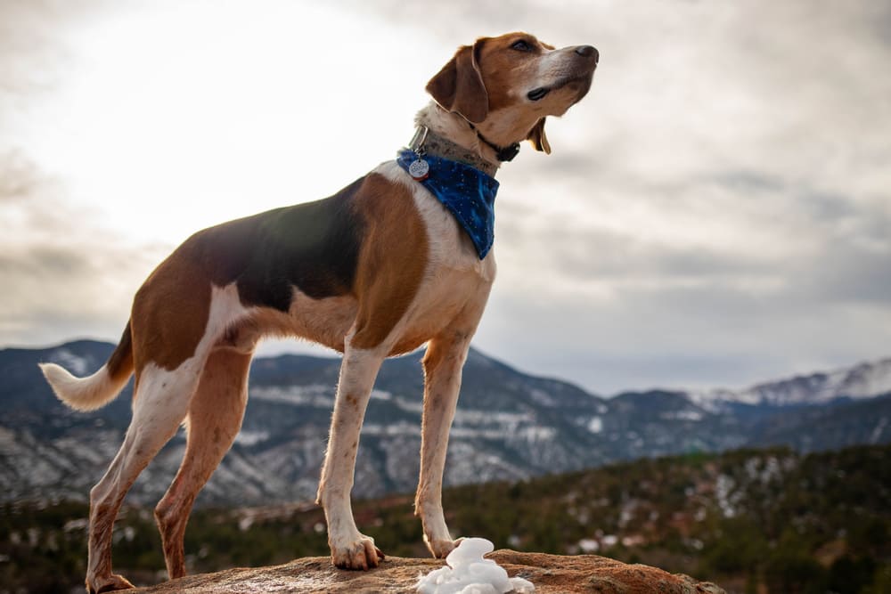 Так выглядит американская гончая