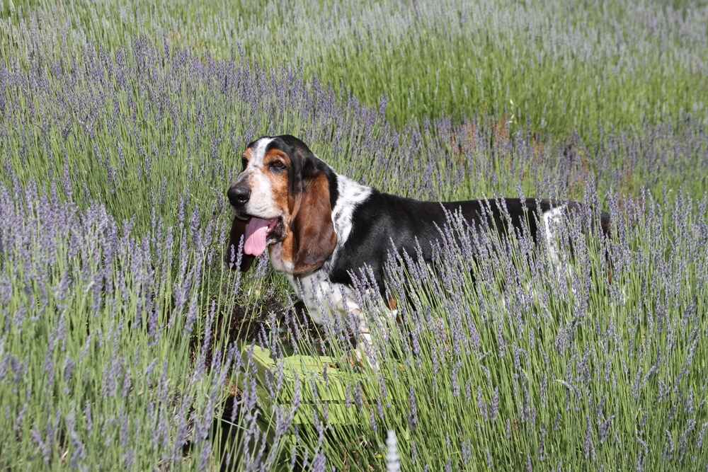 Владелец в силах повлиять на то, сколько проживет бассет-хаунд
