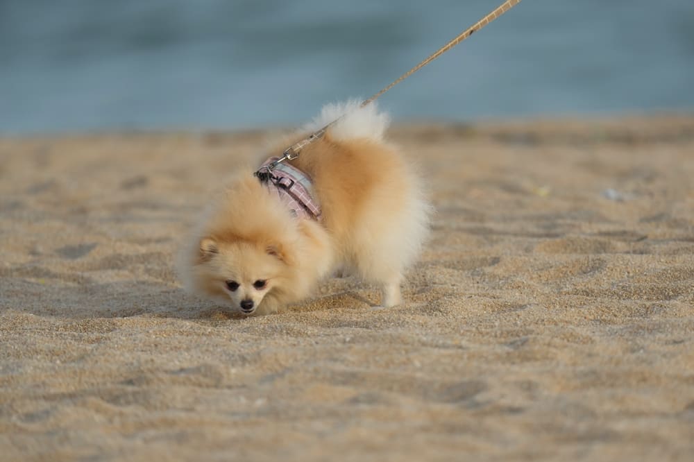 Вязка шпица проходит во время течки