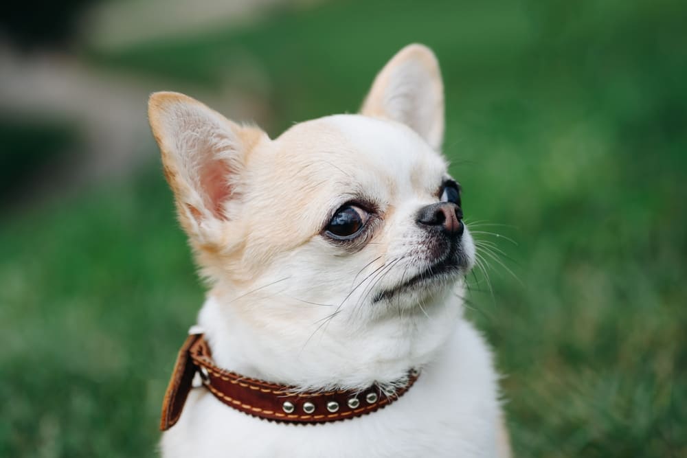 В первую течку нежелательно проводить вязку чихуахуа