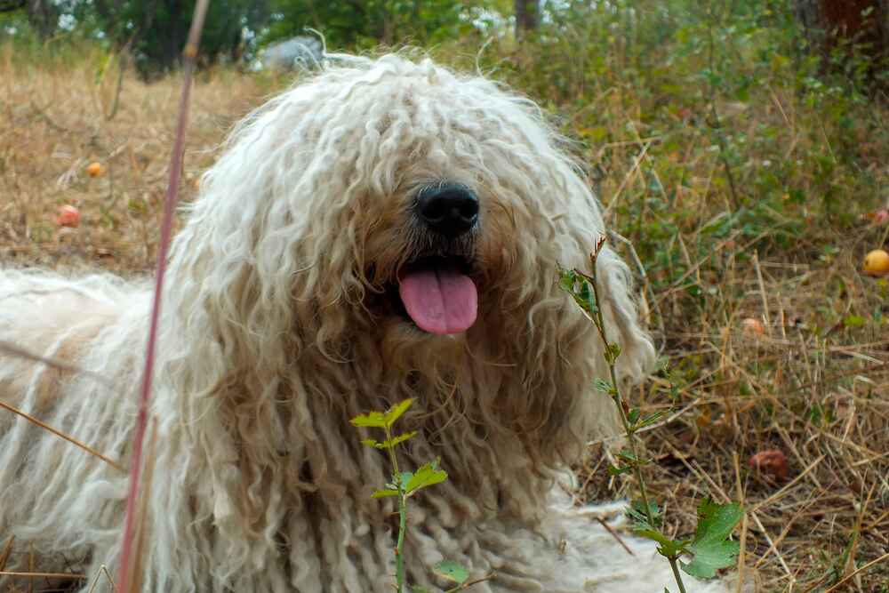 Комондор похож на другие породы с дредами