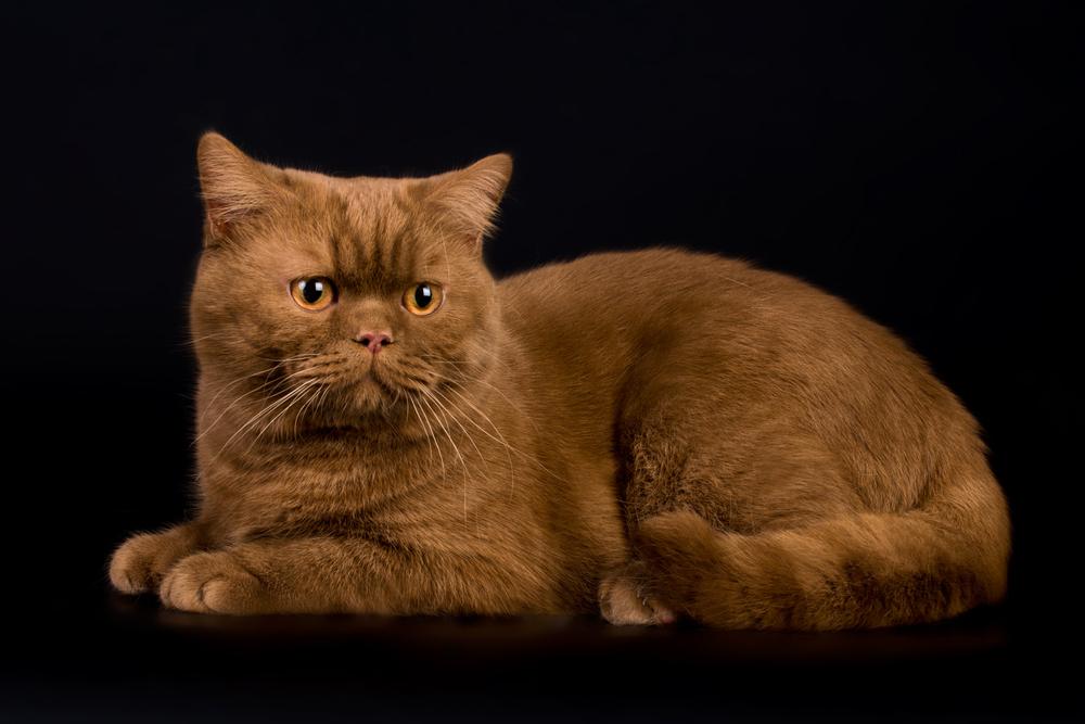 Сплошные окрасы британских кошек: циннамон