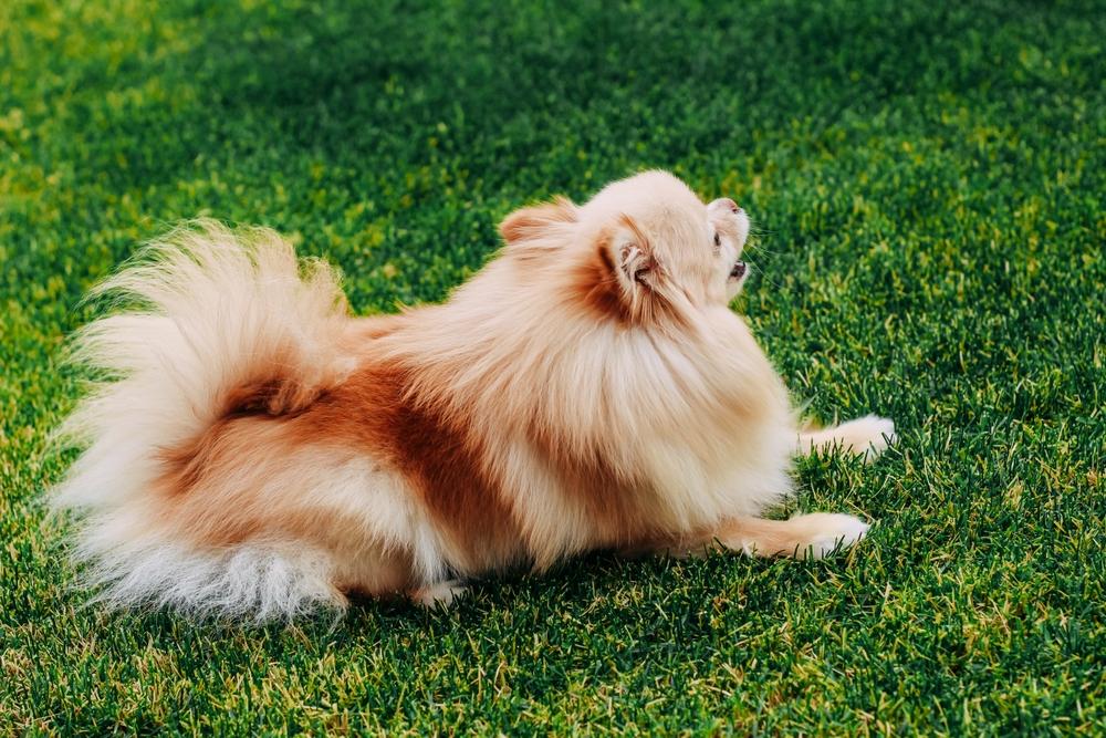 Рыжий шпиц в городе