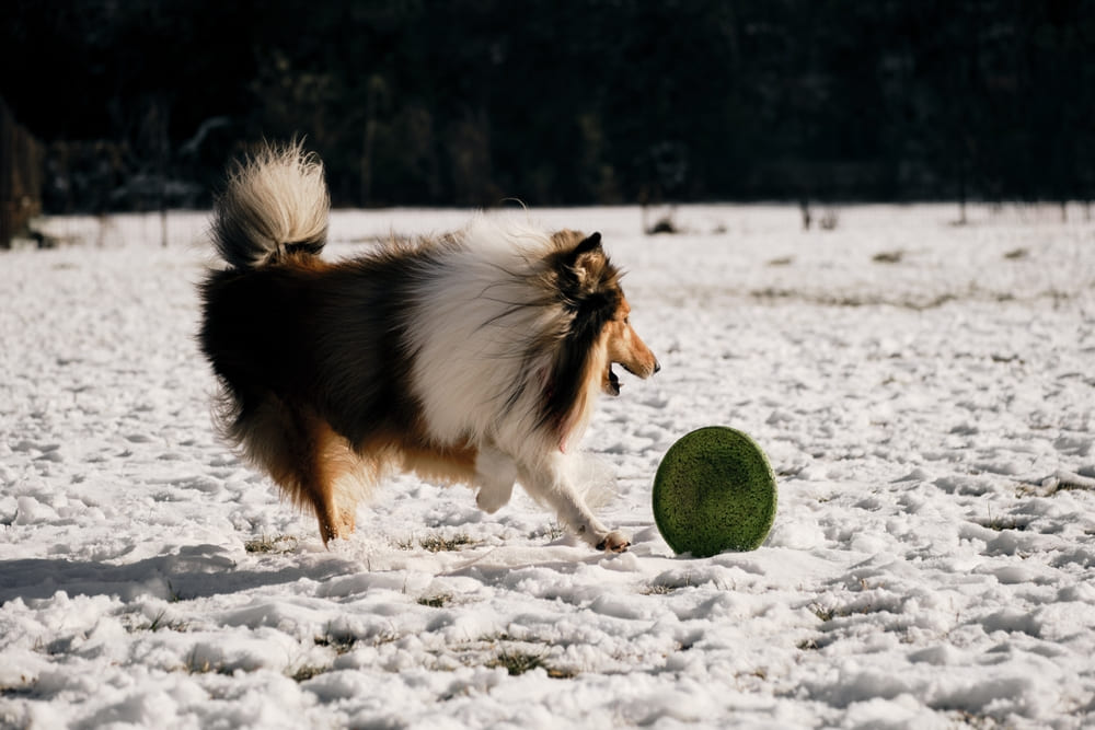 Шотландские овчарки имеют склонность к болезням глаз