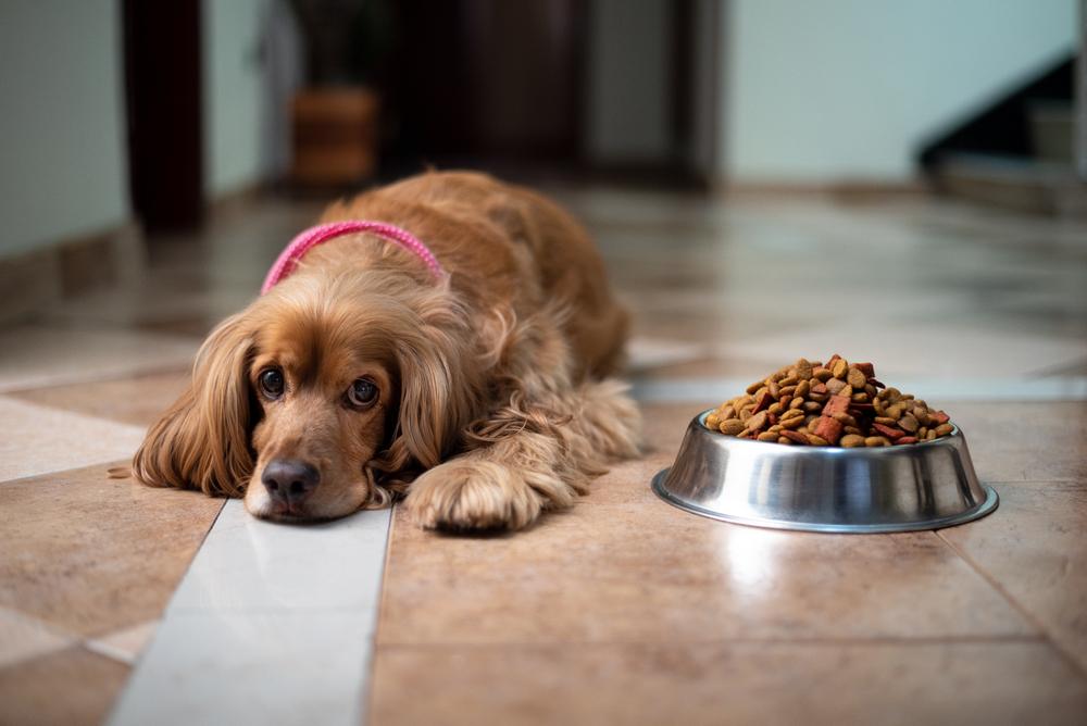 Готовый корм - хороший вариант, чем кормить спаниеля