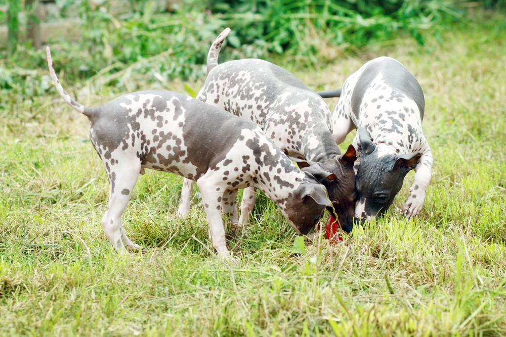 Особенности кормления американского голого терьера 