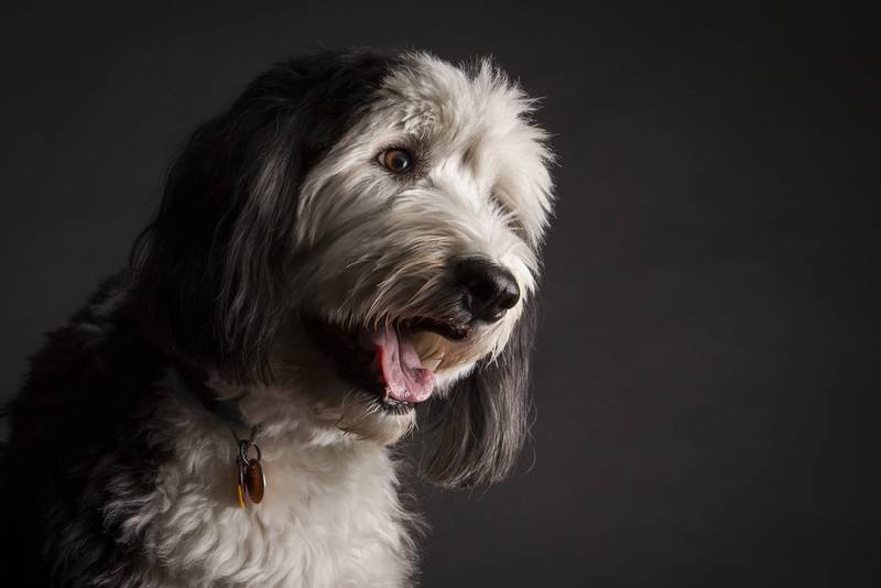 Собаки из зарубежного кино и сериалов: бобтейл Собаки из зарубежного кино и сериалов: бобтейл