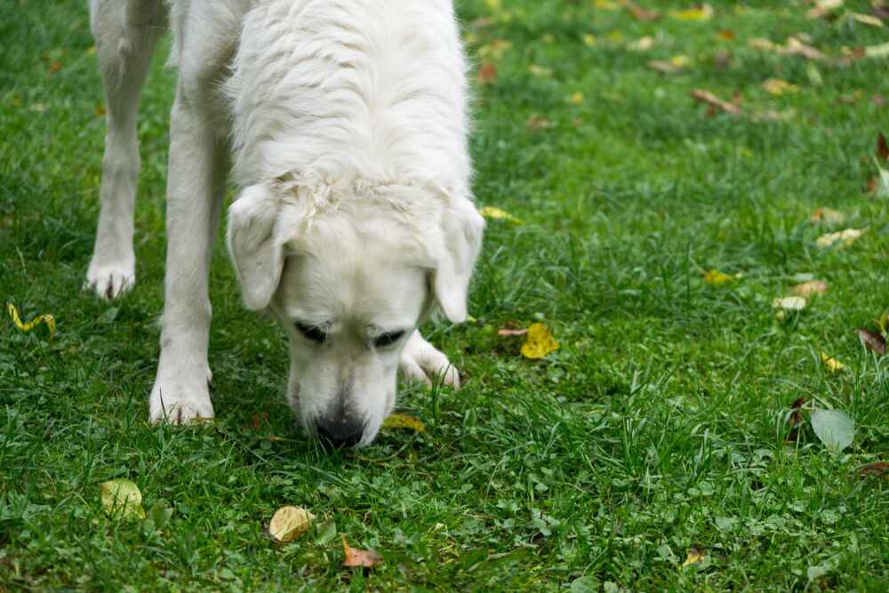 Какой уход нужен словацкому чувачу?