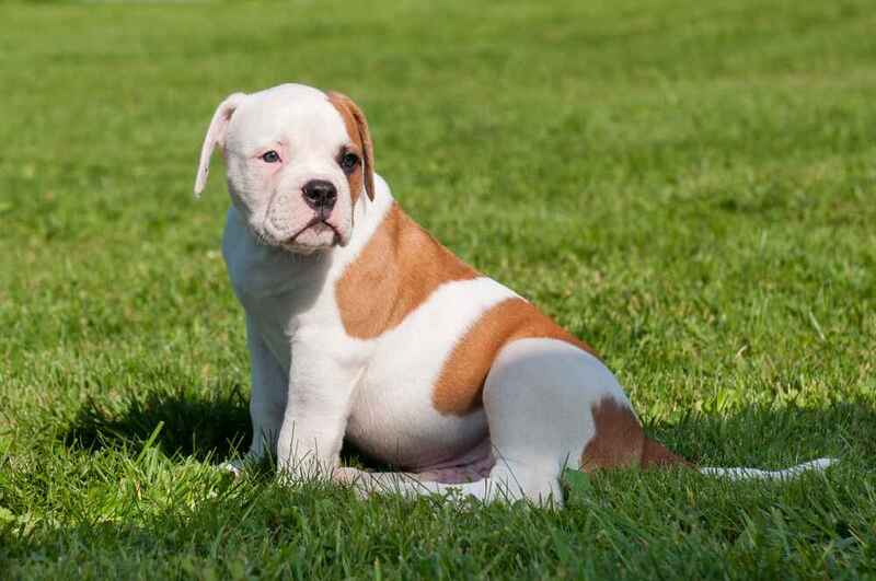 Вес американского бульдога может снижаться
