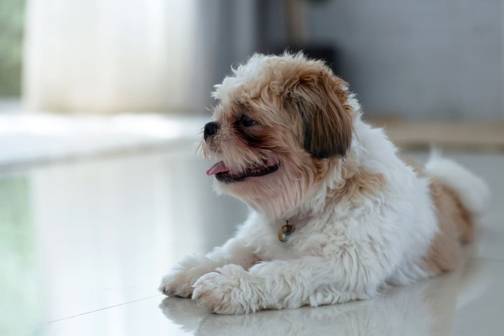 То, сколько весит ши-тцу, зависит от возраста собаки