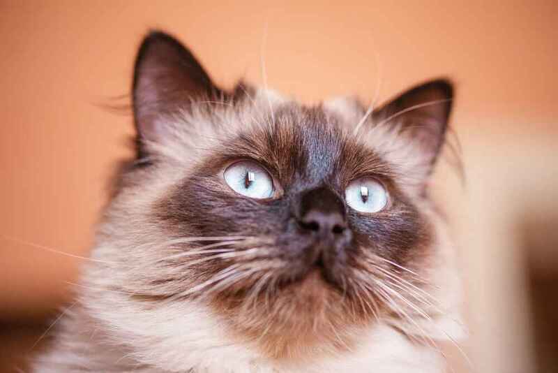 То, сколько весит невская маскарадная кошка, зависит от нескольких причин